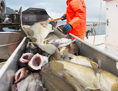 Isolierter Fischbadewanne